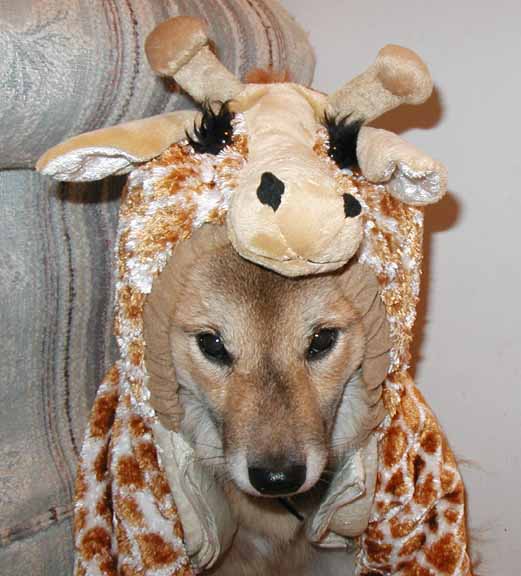 dog