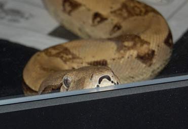 snake