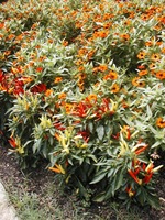 P1010044