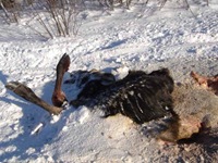 deadmoose