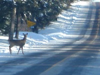 deerwalk