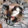 Vince does a lion impression for halloween. Vince does a lion impression for halloween.