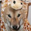 Kimahri's halloween humiliation. Kimahri's halloween humiliation.