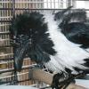 Wet and fluffy bath bird! Wet and fluffy bath bird!