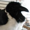 Black and white chicken bird! Black and white chicken bird!