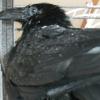 Bird butt! Bird butt!
