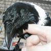 A little bit of a post-bath preening. A little bit of a post-bath preening.