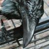 Wet crow. Wet crow.