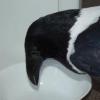 Crow on my countertops. Crow on my countertops.