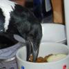 Helping with dinner. Helping with dinner.