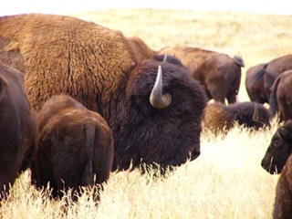 buffalo1