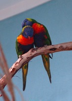 birds_cuddling