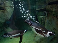bubbling_penguin