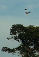 flying_macaws