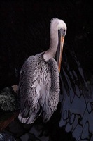 pelican