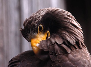 preening