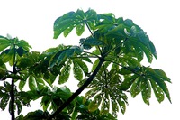 rainforest_plant
