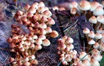 mushrooms_1