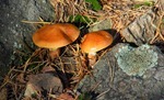 mushrooms_2