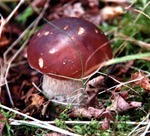 mushrooms_3