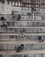 pigeons,jpg