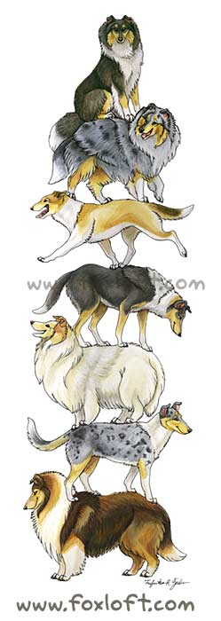 Collie Stack