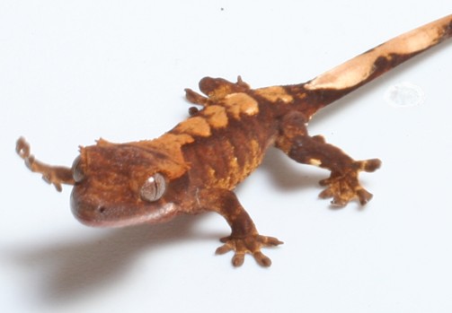 gecko