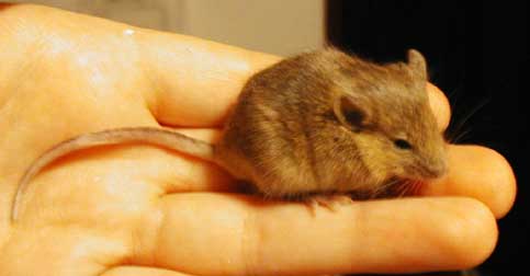 mouse