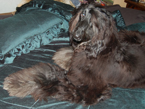 dog