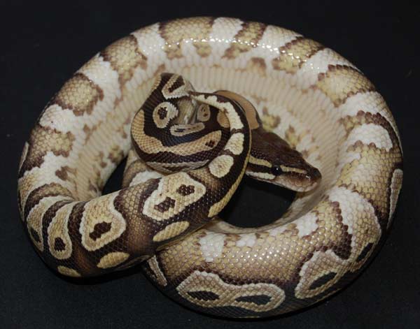 snake