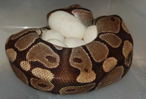 snake