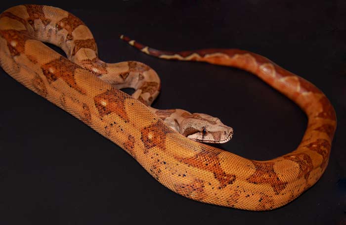 snake