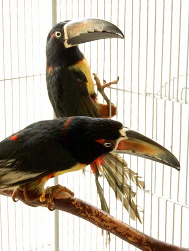 toucan