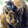 Boars and Ravens
