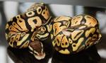 Female Pastel Ball Pythons, D-O-B 7/11/07 Female Pastel Ball Pythons, D-O-B 7/11/07