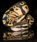 Female Pastel Ball Python, D-O-B 7/11/07 Female Pastel Ball Python, D-O-B 7/11/07
