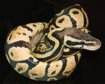 Male Pastel, D-O-B 7/10/07 Male Pastel, D-O-B 7/10/07