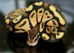 Male Pastel Ball Python, D-O-B 7/10/07 Male Pastel Ball Python, D-O-B 7/10/07