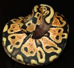 Male Pastel Ball Python, D-O-B 7/11/07 Male Pastel Ball Python, D-O-B 7/11/07