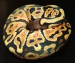 Male Pastel Ball Python, D-O-B 7/11/07 Male Pastel Ball Python, D-O-B 7/11/07