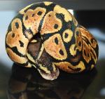 Male Pastel Ball Python, D-O-B 7/11/07 Male Pastel Ball Python, D-O-B 7/11/07