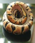 Male Pastel Ball Python, D-O-B 7/11/07 Male Pastel Ball Python, D-O-B 7/11/07