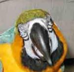 Birds always look so silly from the front. Birds always look so silly from the front.
