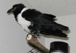 Floofy black chicken. Floofy black chicken.