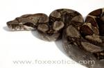 FZ-08-105 Type II Anerythristic Boa FZ-08-105 Type II Anerythristic Boa