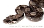 FZ-08-105 Type II Anerythristic Boa FZ-08-105 Type II Anerythristic Boa