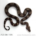 FZ-08-105 Type II Anerythristic Boa FZ-08-105 Type II Anerythristic Boa