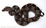 FZ-08-105 Type II Anerythristic Boa FZ-08-105 Type II Anerythristic Boa