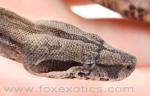 100% Het Type II Anerythristic Boa 100% Het Type II Anerythristic Boa