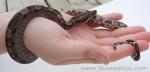 100% Het Type II Anerythristic Boa 100% Het Type II Anerythristic Boa